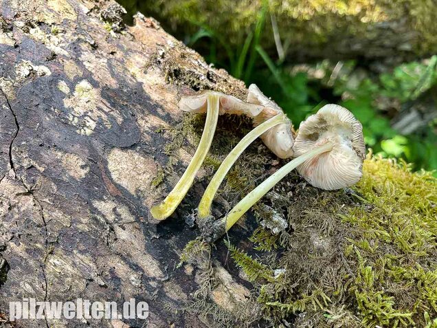 Gelbstieliger Dachpilz, Pluteus romellii