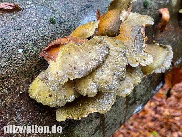 Gelbstieliger Muschelseitling, Sarcomyxa serotina