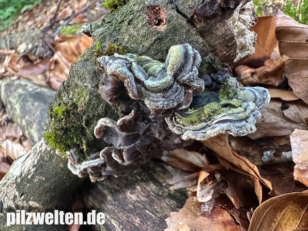 Gezonter Ohrlappenpilz,  Auricularia mesenterica