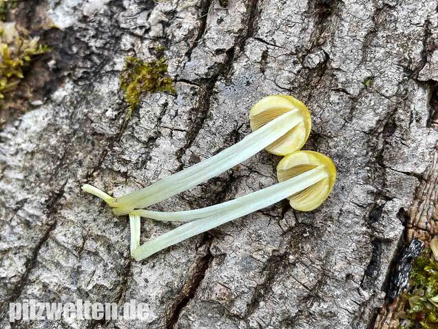Goldmistpilz, Bolbitius titubans