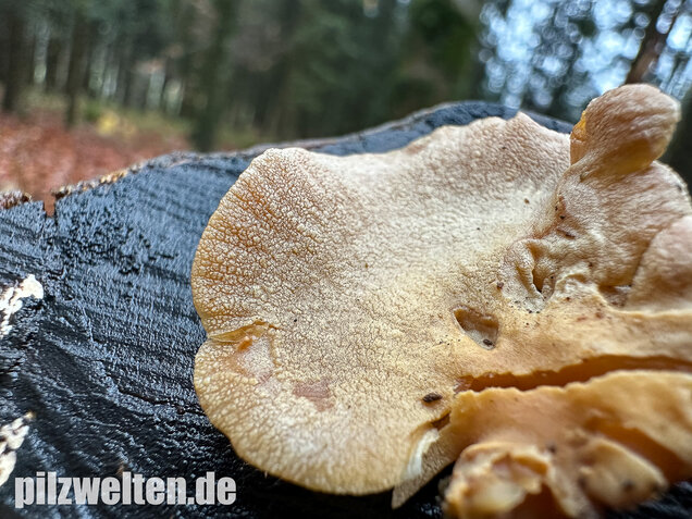 Herber Zwergknäueling, Panellus stipticus