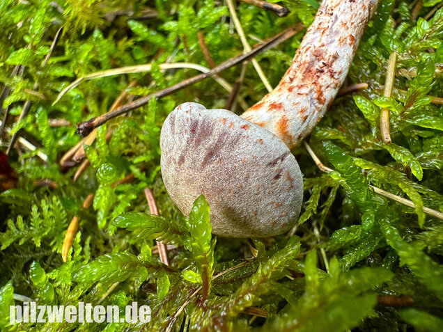 Kupferschuppiger Dickfuß, Cortinarius spilomeus