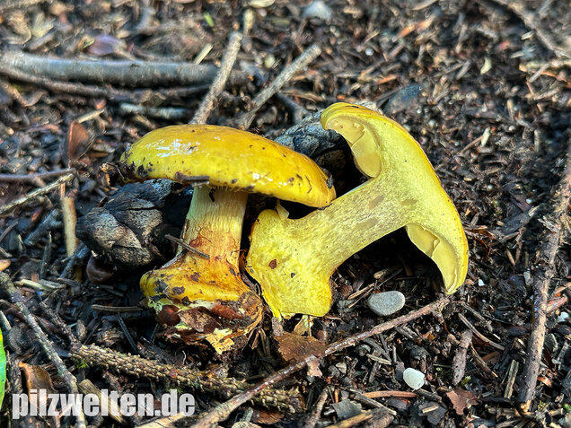 Schöngelber Klumpfuß, Calonarius splendens