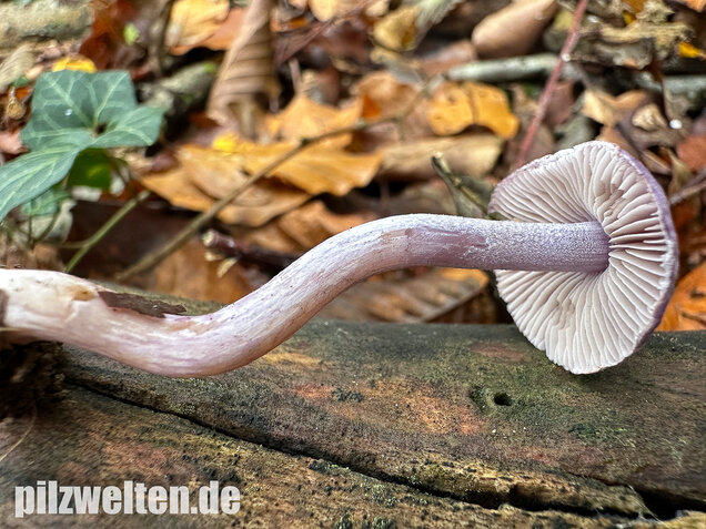 Violetter Risspilz, Lilaseidiger Risspilz, Inocybe violacea