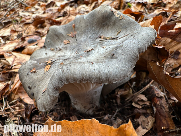 Märzschneckling, Märzellerling, Hygrophorus marzuolus