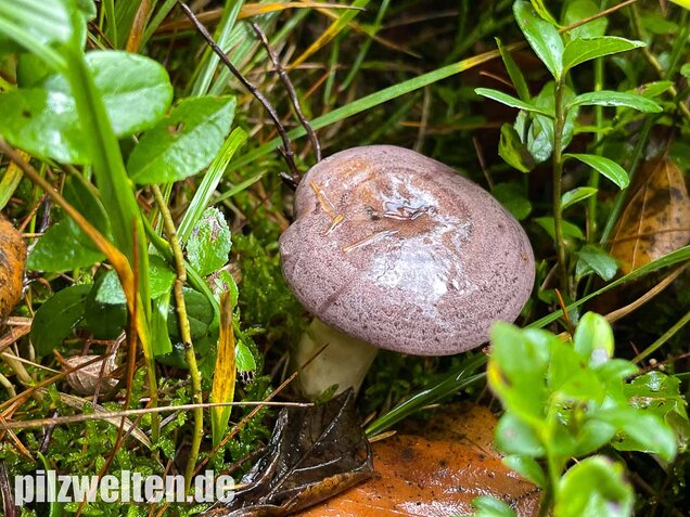 Nordischer Milchling, Lactarius trivialis