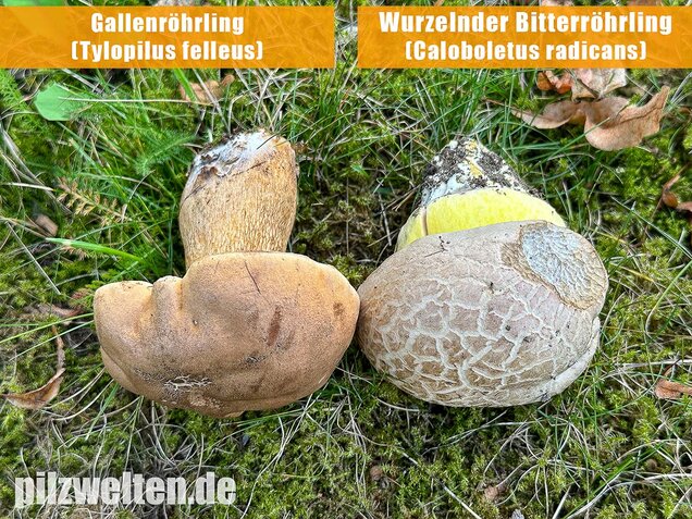 Gallenröhrling, Bitterling, Bitterpilz, Tylopilus felleus