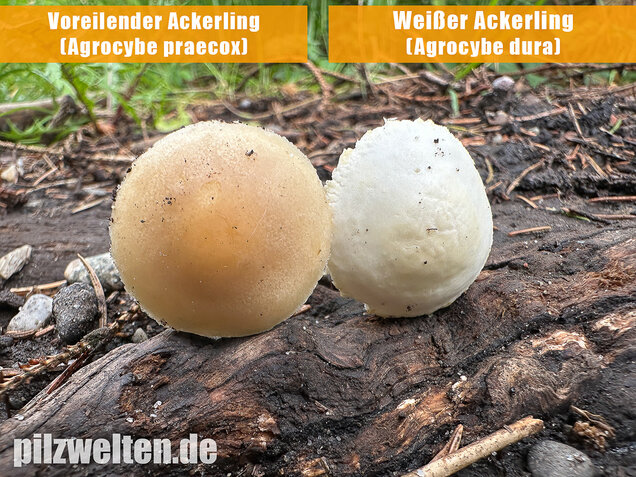 Weißer Ackerling, Rissiger Ackerling, Agrocybe dura