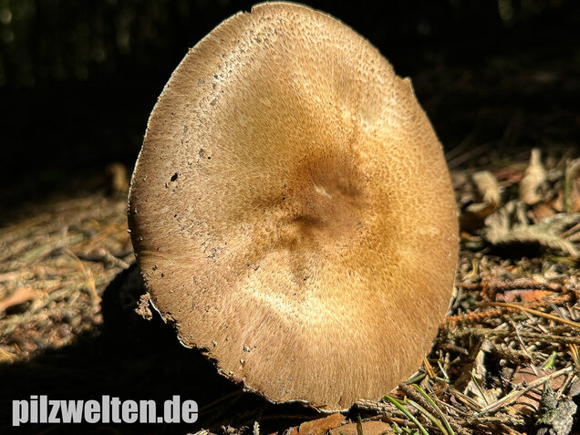 Riesenchampignon, Agaricus augustus