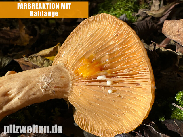 Scharfer Haselmilchling, Brennreizker, Lactarius pyrogalus