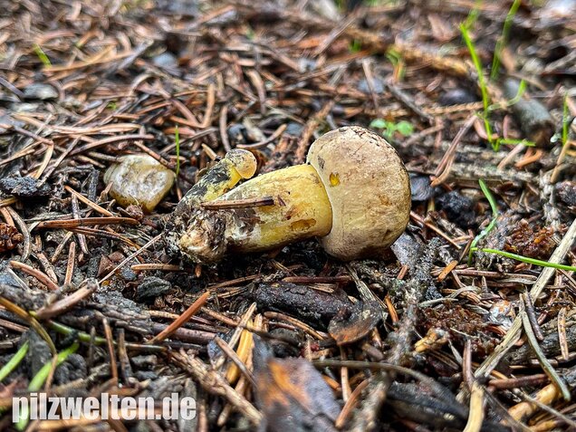 Schwarzblauender Röhrling, Cyanoboletus pulverulentus