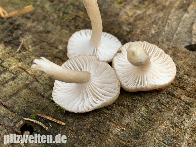 Schwarzpunktierter Schneckling, Hygrophorus pustulatus