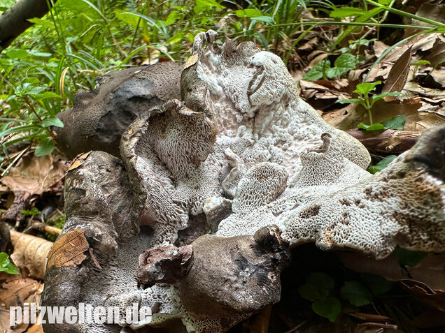 Schwarzweißer Rußporling, Boletopsis leucomelaena