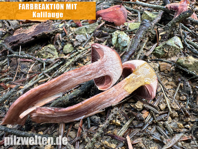 Weinroter Purpur-Schneckling, Hygrophorus capreolarius