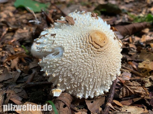 Wolliggestiefelter Schirmling, Lepiota clypeolaria