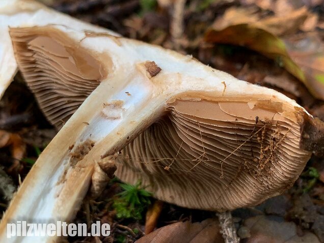 Wurzelnder Marzipanfälbling, Hebeloma radicosum