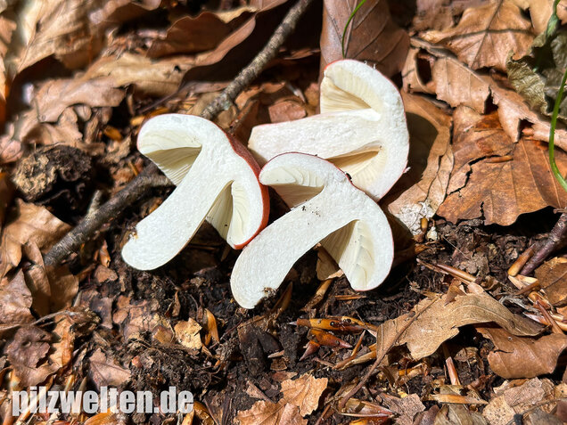 Zinnoberroter Täubling, Harter Zinnobertäubling, Russula rosea
