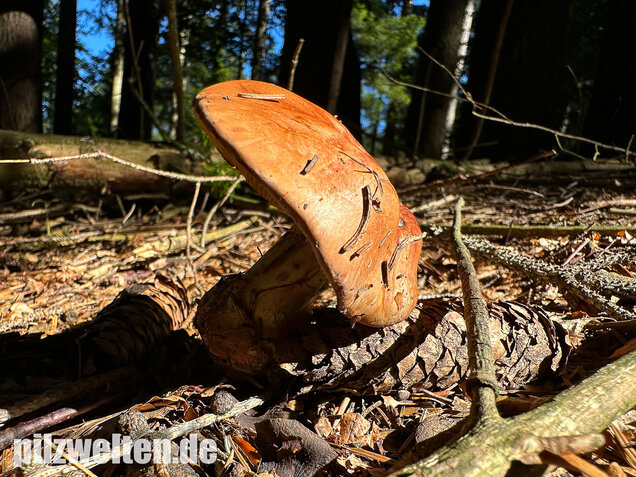 Anisklumpfuß, Cortinarius odorifer