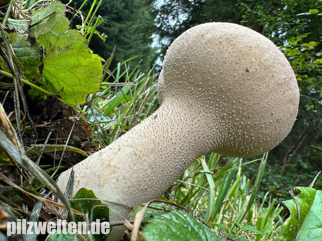 Beutelstäubling, Lycoperdon excipuliforme