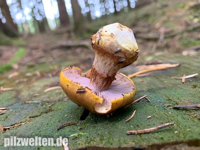 Blaublättriger Klumpfuß, Cortinarius callochrous