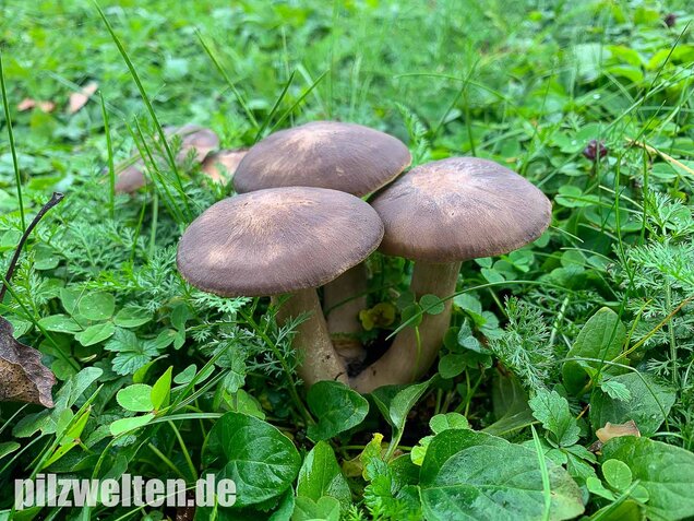 Büscheliger Rasling, Lyophyllum decastes