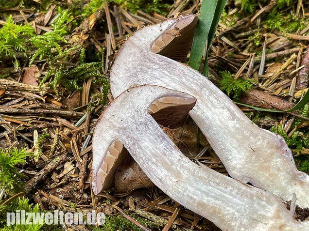 Erdigriechender Schleimkopf, Cortinarius variicolor