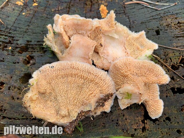 Gallertfleischiger Fältling, Phlebia tremellosa