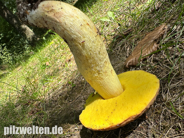 Gehämmerter Röhrling, Hemileccinum depilatum