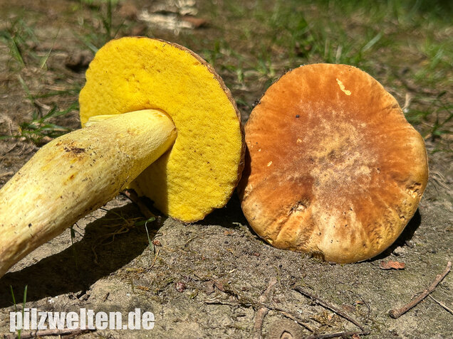 Gehämmerter Röhrling, Hemileccinum depilatum