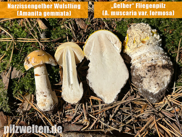 Gelber Fliegenpilz, Amanita muscaria var. formosa