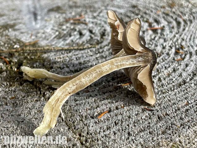 Geradrandiger Rötling, Entocybe turbida