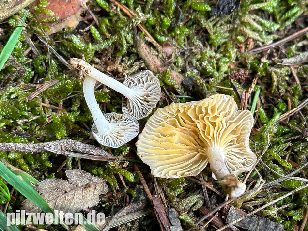 Gestreifter Nabeling, Gelbblättriger Nabeling, Gerronema strombodes