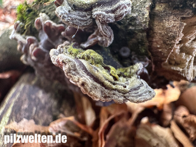 Gezonter Ohrlappenpilz,  Auricularia mesenterica