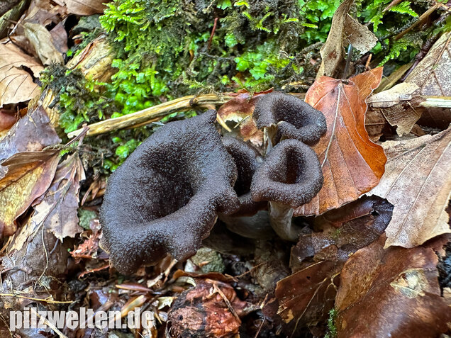 Herbsttrompete, Totentrompete, Craterellus cornucopioides