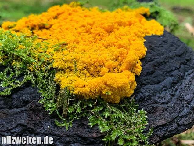 Hexenbutter, Fuligo septica