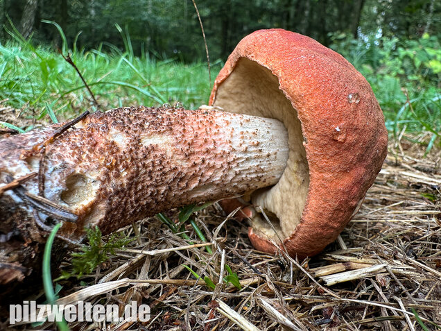 Laubwald-Rotkappe, Eichenrotkappe, Leccinum aurantiacum