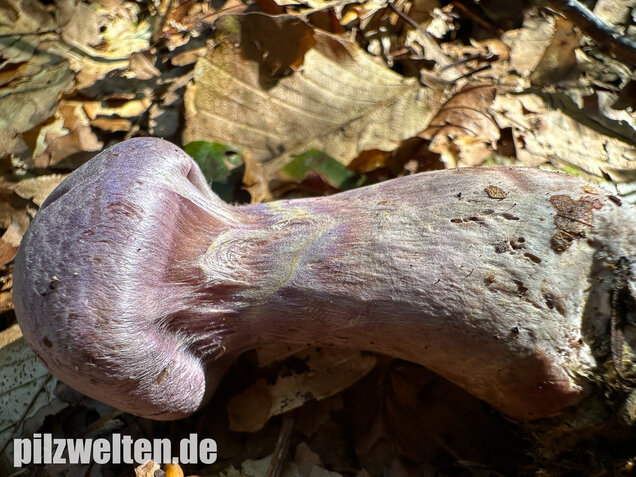 Lila-Dickfuß, Safranfleischiger Dickfuß,  Cortinarius traganus