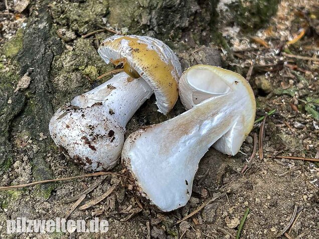 Narzissengelber Knollenblätterpilz, Amanita gemmata