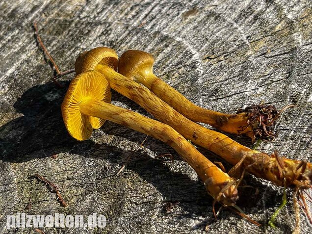 Orangefüssiger Hautkopf, Cortinarius bataillei