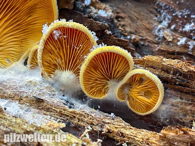 Orangeseitling, Phyllotopsis nidulans