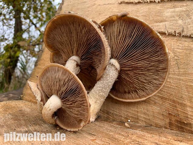 Pappelschüppling, Pholiota populnea