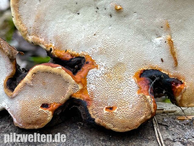 Rotrandiger Baumschwamm, Fomitopsis pinicola