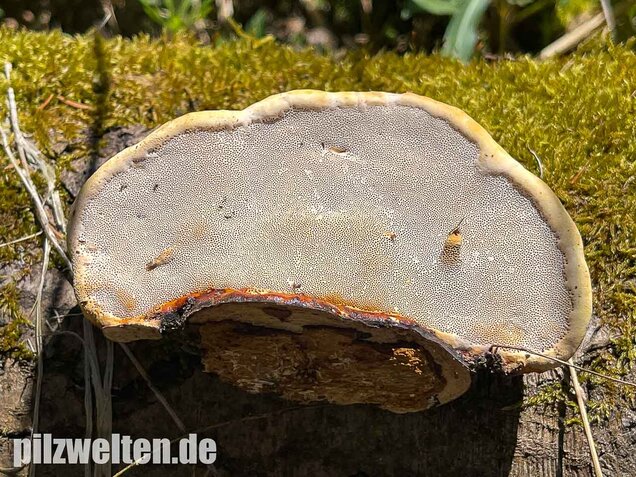 Rotrandiger Baumschwamm, Fomitopsis pinicola