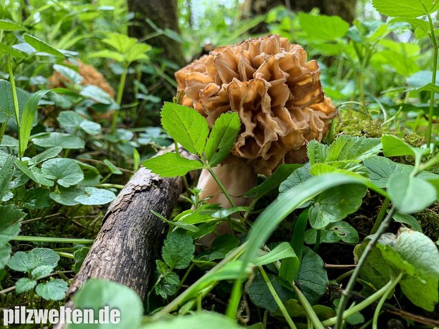 Speisemorchel, Morchella esculenta