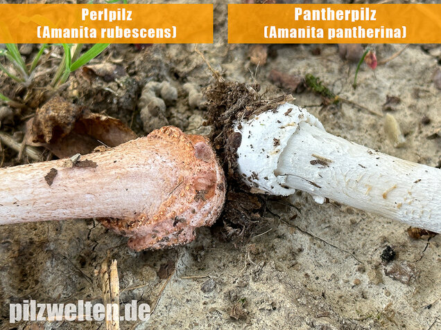 Pantherpilz, Pantherwulstling, Amanita pantherina