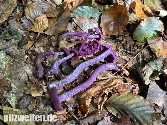 Violetter Lacktrichterling, Laccaria amethystina