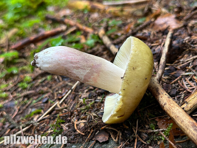 Violettstieliger Pfirsichtäubling, Russula violeipes