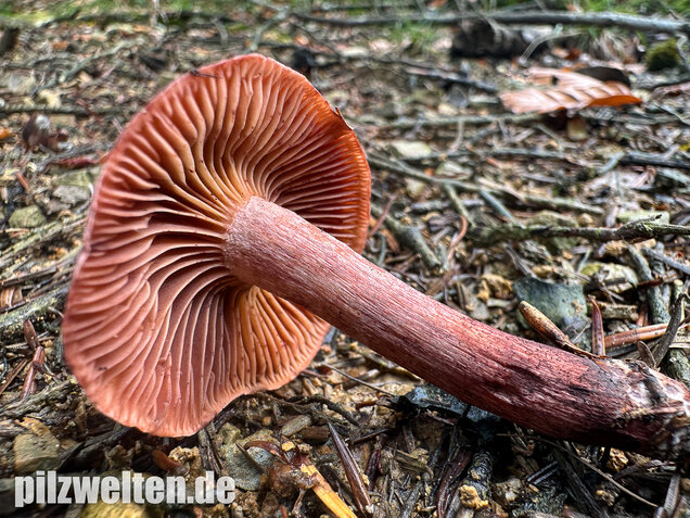Weinroter Purpur-Schneckling, Hygrophorus capreolarius