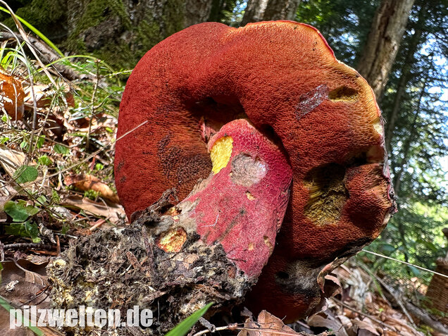 Weinroter Purpurröhrling, Suillellus rubrosanguineus