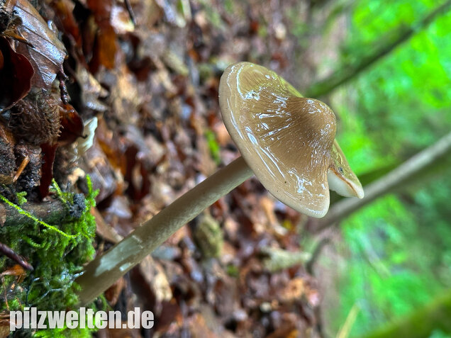 Wurzelnder Schleimrübling, Grubiger Wurzelrübling, Hymenopellis radicata
